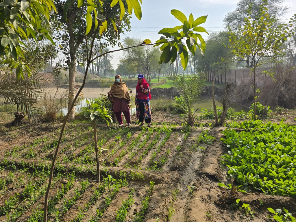 Women monitoring crops in a community agriculture programme